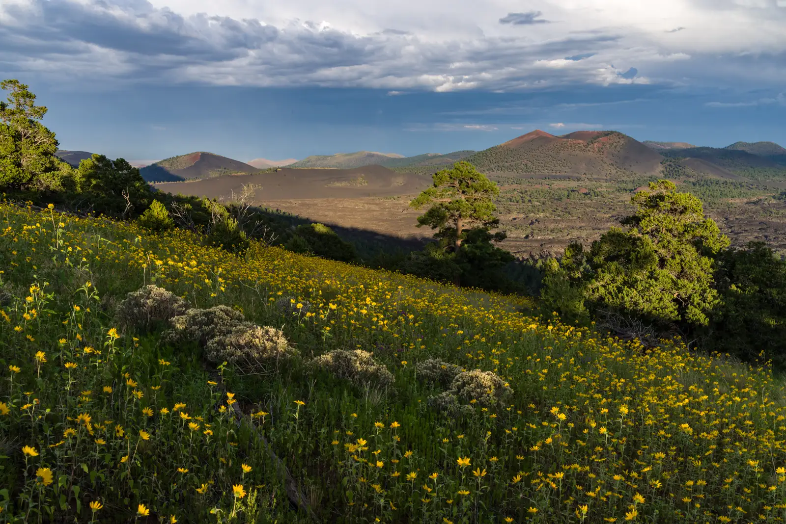Late summer blooms in the O'Leary Peak and Sunset Crater Volcano area of Coconino National Forest, Arizona, August 23, 2