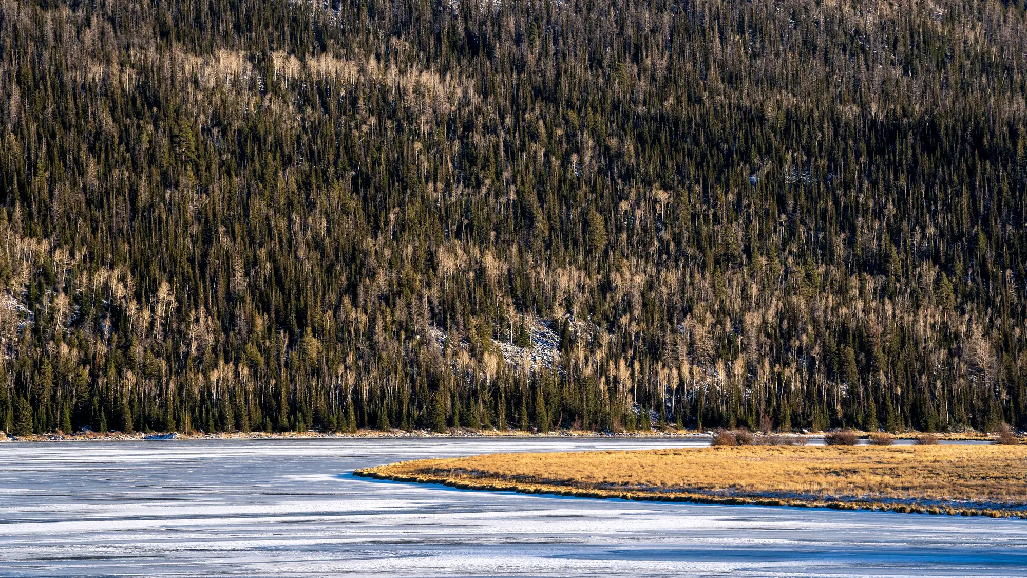 Aspen and conifer forest above a high mountain lake in Fishlake National Forest, Utah
