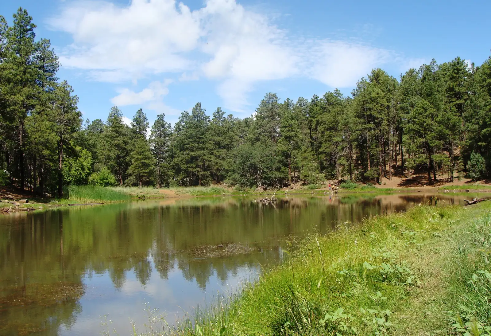 Prescott National Forest, Mingus Mountain summit campgrounds.