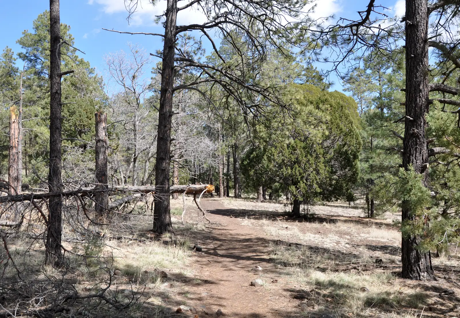The south end of Trail 102 in the Woodchute Wilderness of west-central Arizona in the United States. (Vertical tree trun
