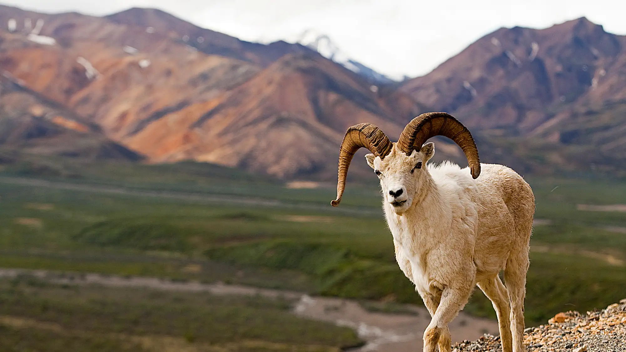 a white colored sheep standing on a mountainside overlooking a green valley