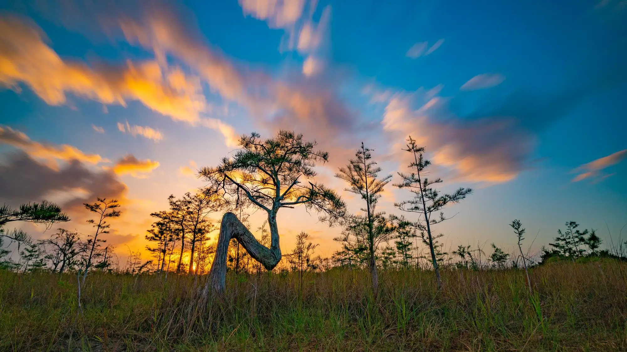 A sunset creates a silhouette of a cypress tree with needle-like leaves that is shaped like an 'N'.