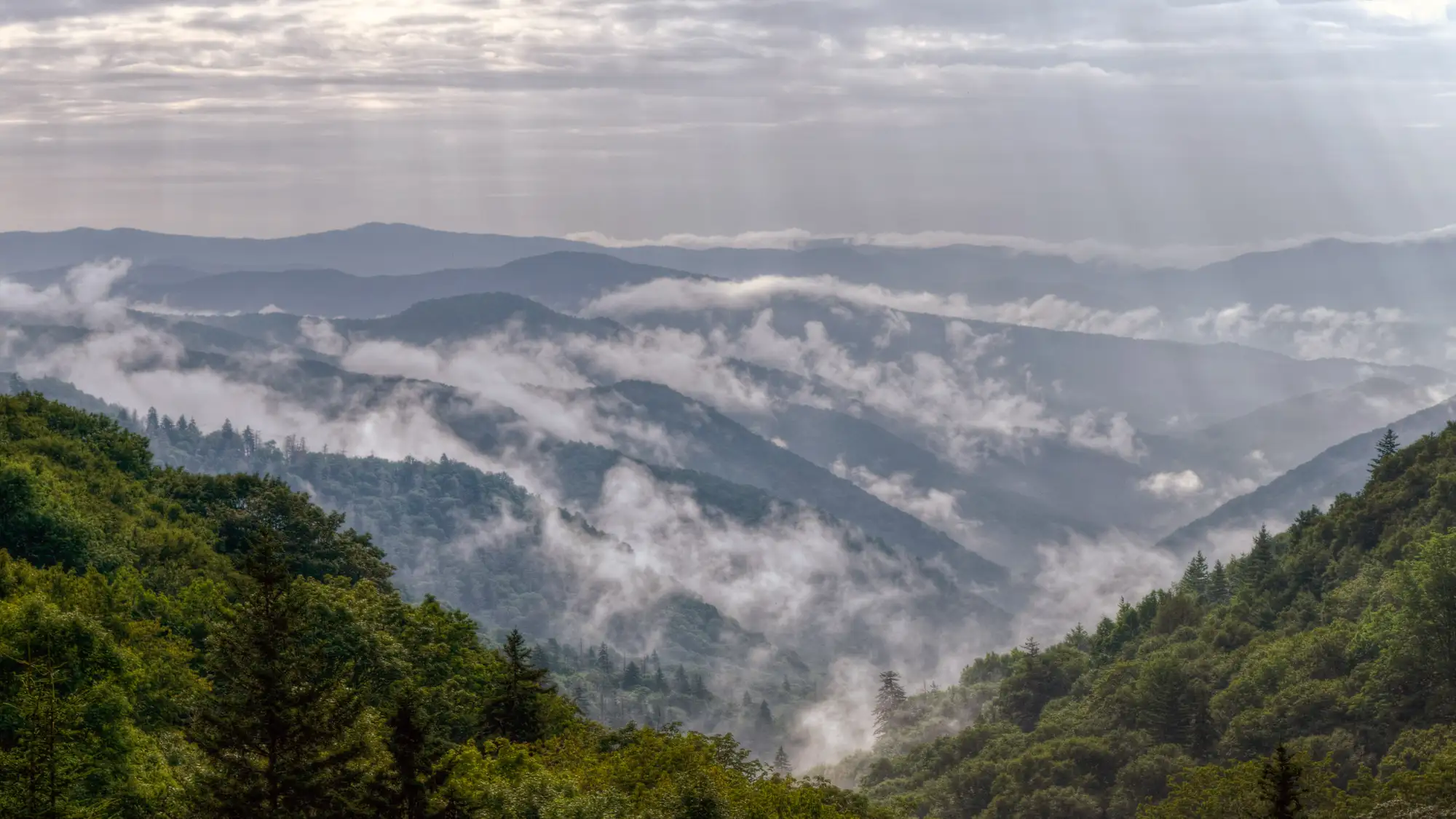 Wisps of fog hang over the forests in the mountains.