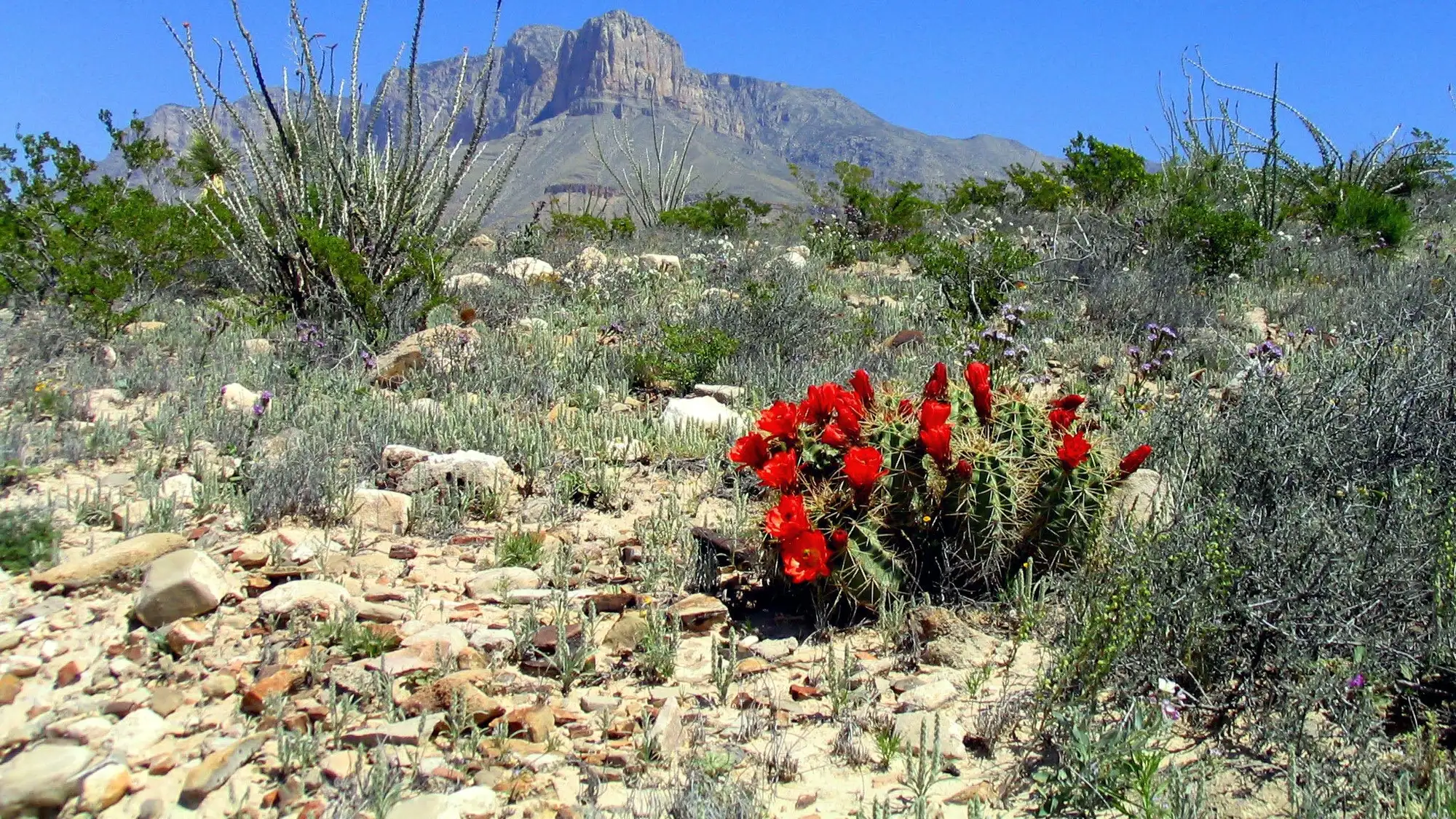 El Capitan with blooming claret cup cacti