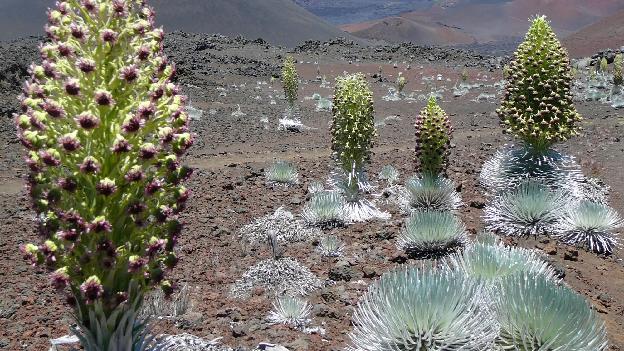 'Ahinahina blooms in Haleakala crater