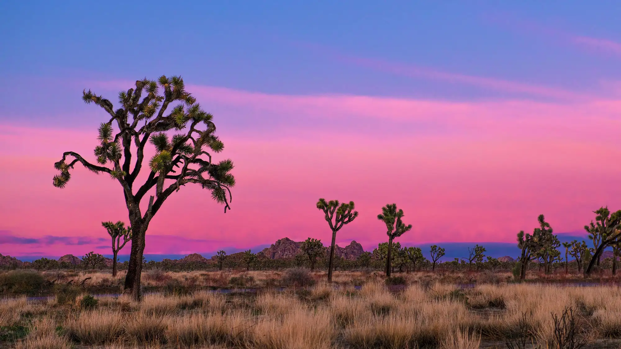 The sky turns hues of pink and purple over a field of Joshua trees.