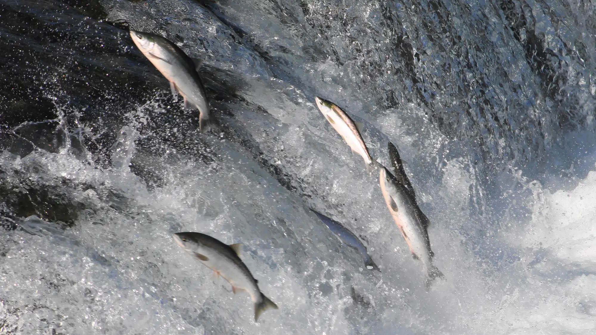 salmon jumping at waterfall