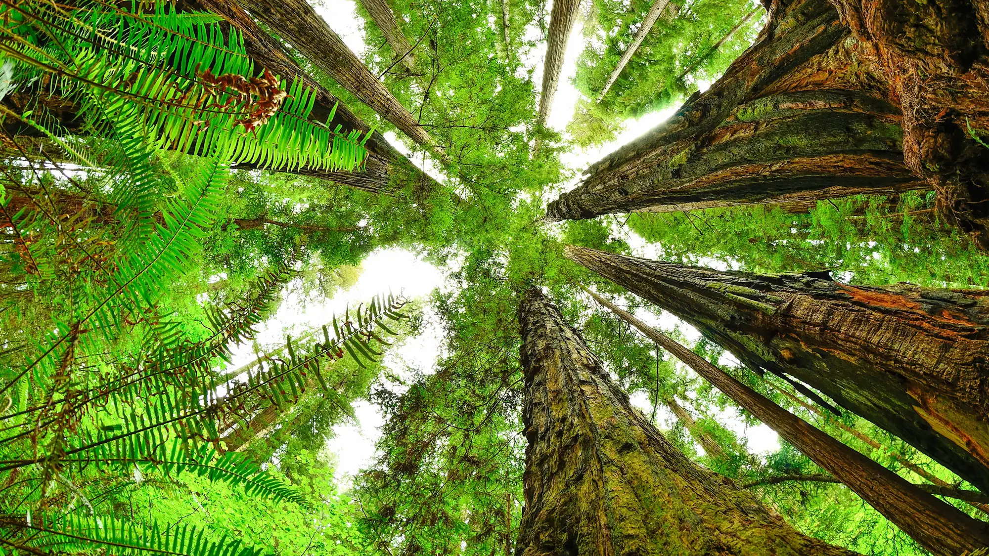 View from forest floor looking straight up. Ferns as seen close up and redwood trunks meet.