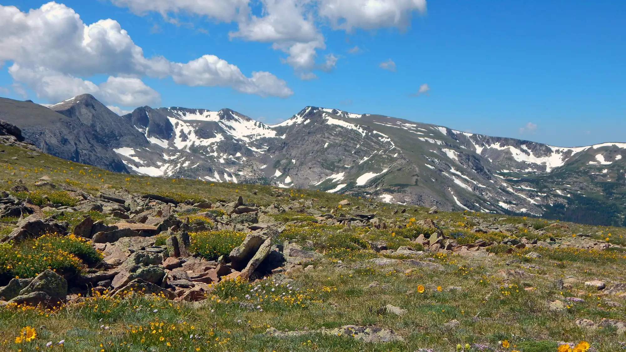 Alpine wildflowers are blooming
