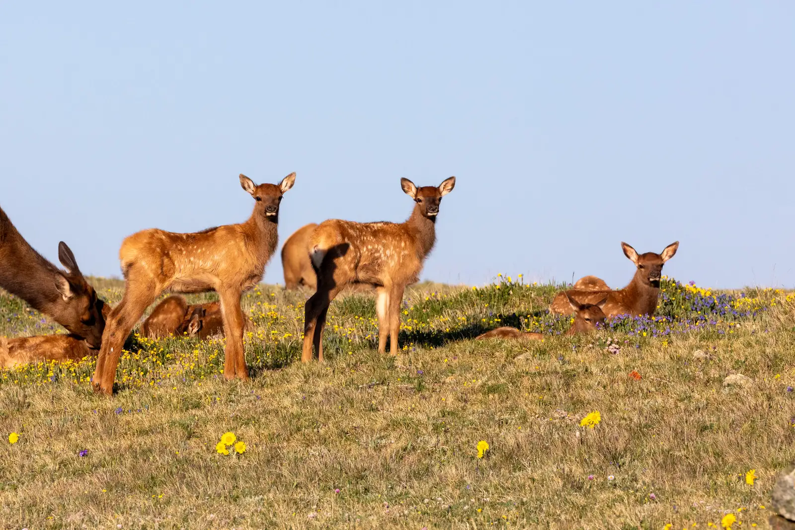 Several elk cows and calves are grazing on tundra plants