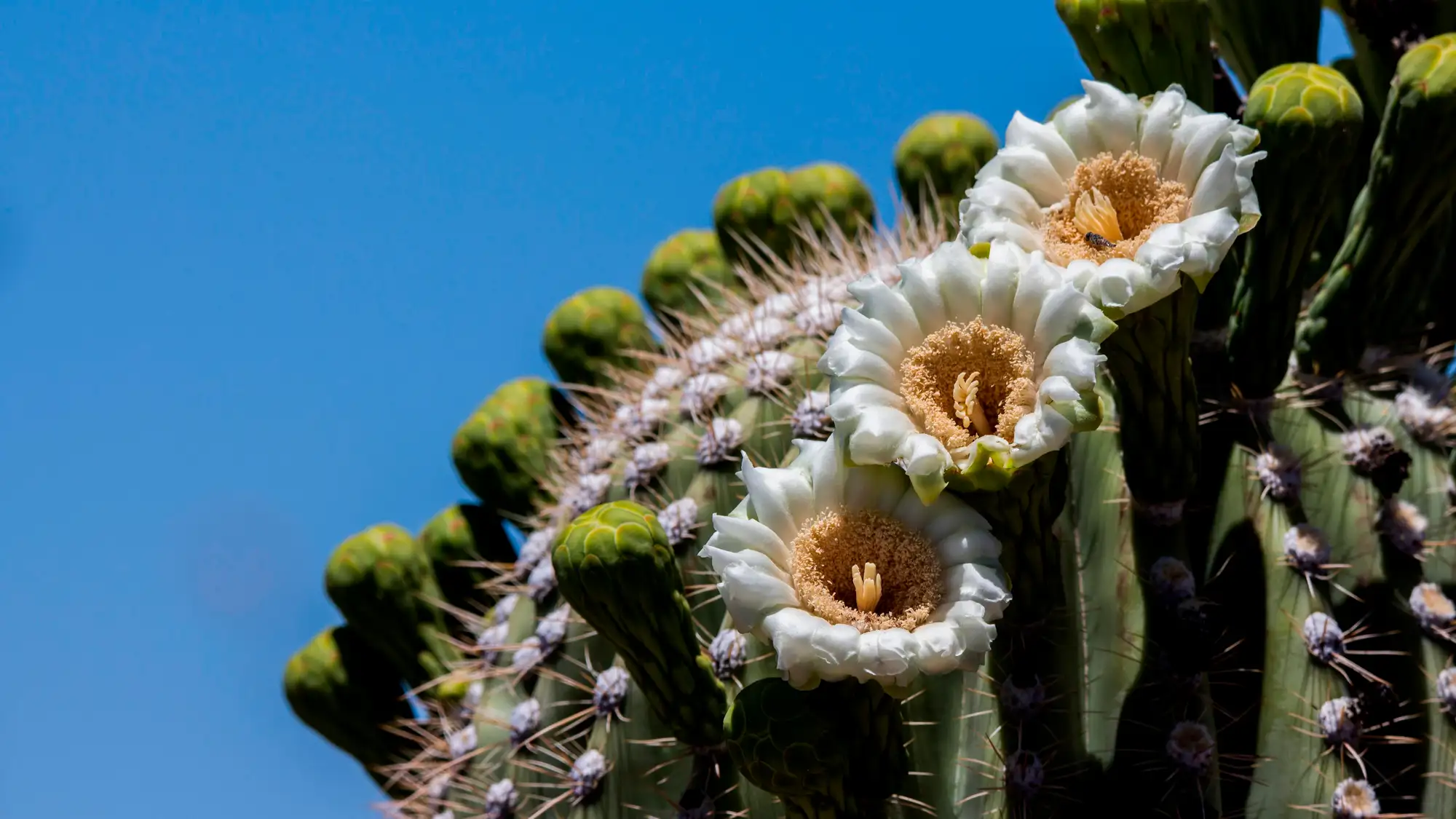 Saguaro flowers