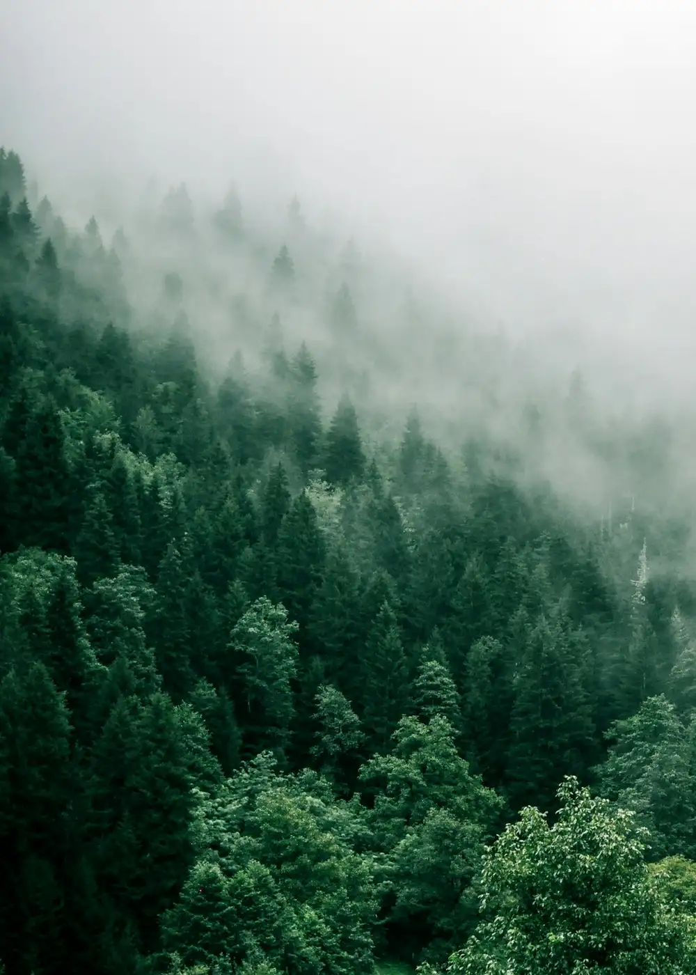 Misty morning forest