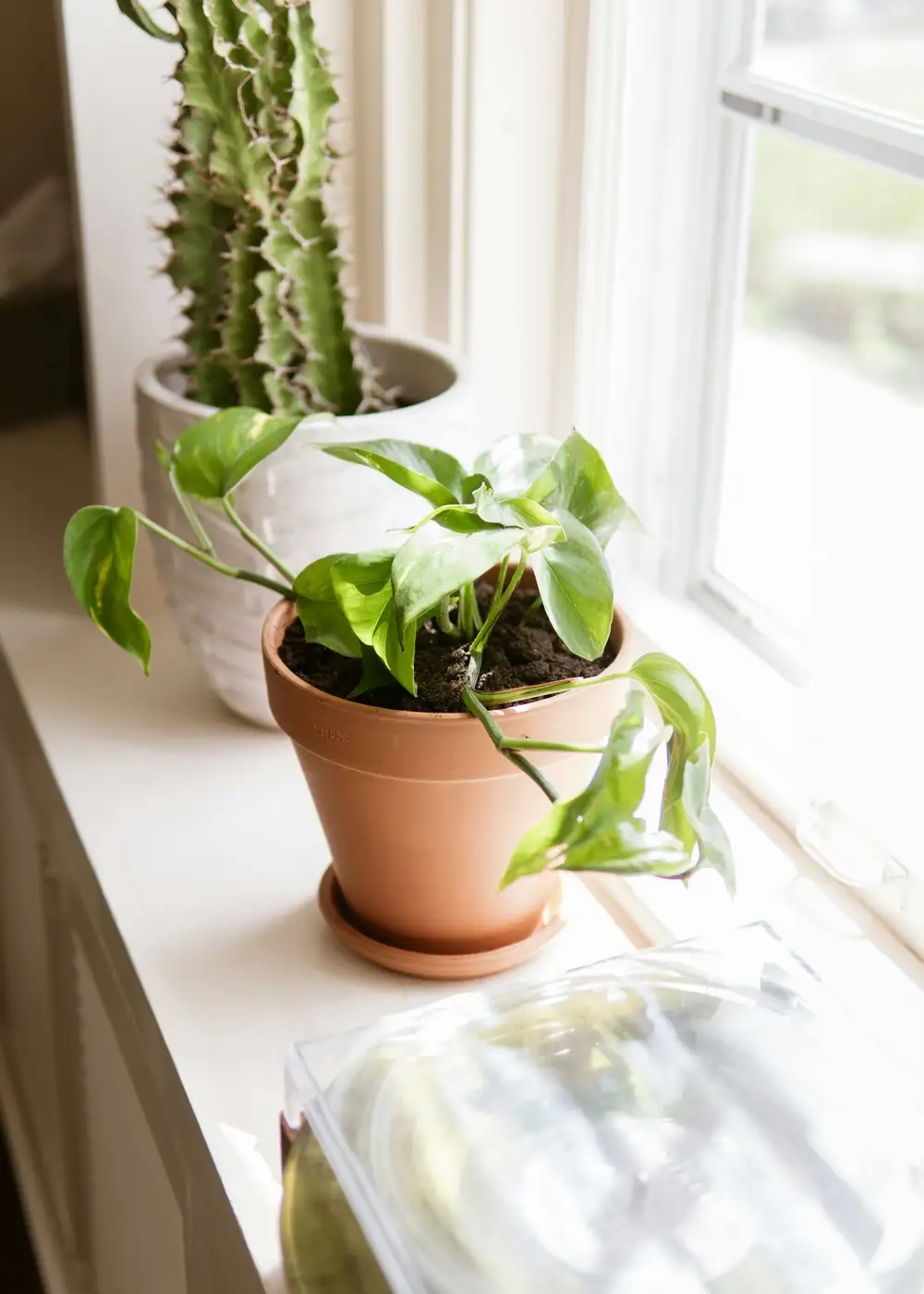Potted houseplants on a sunny windowsill