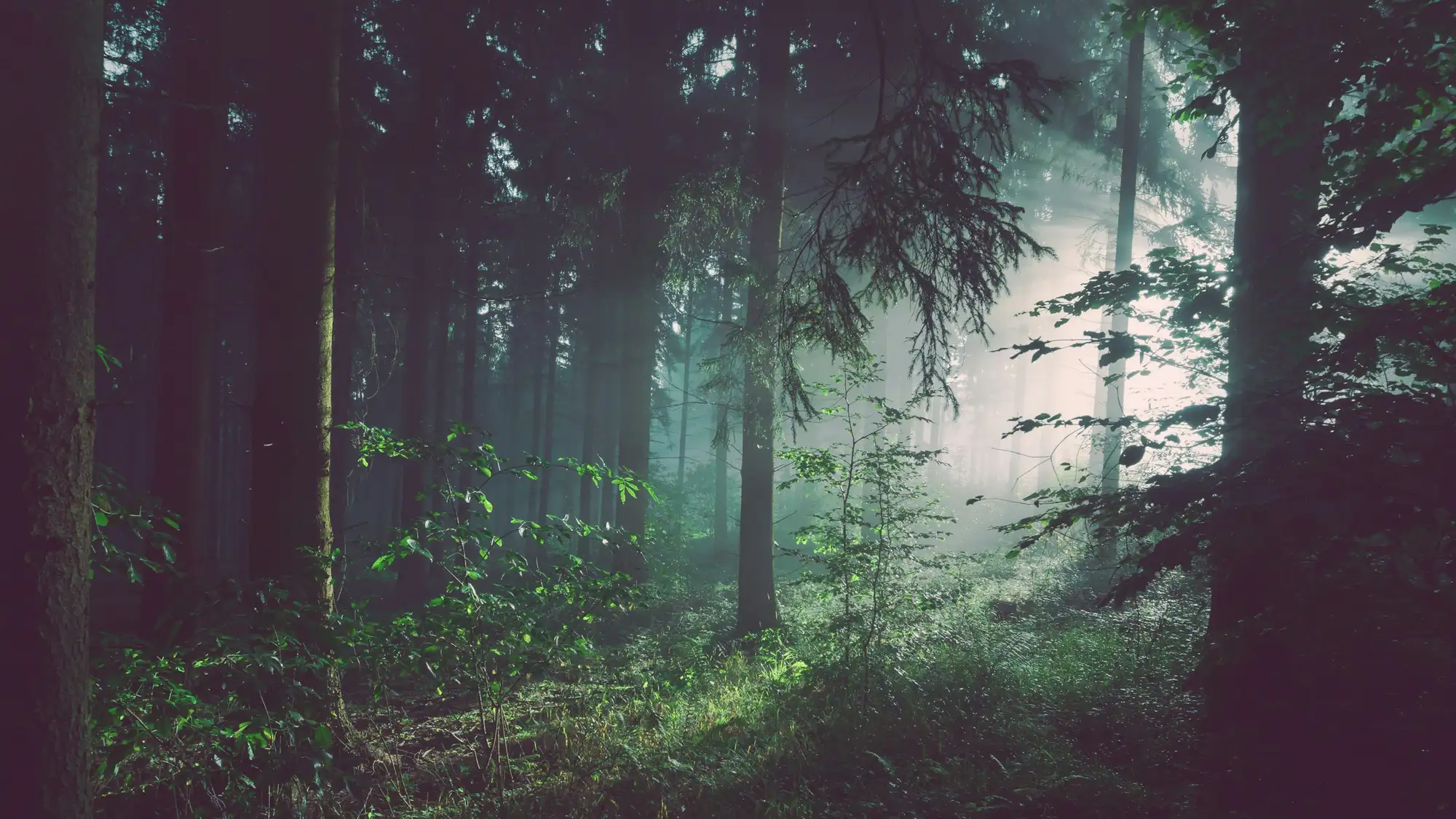 Sunlight streaming through a tall green forest canopy