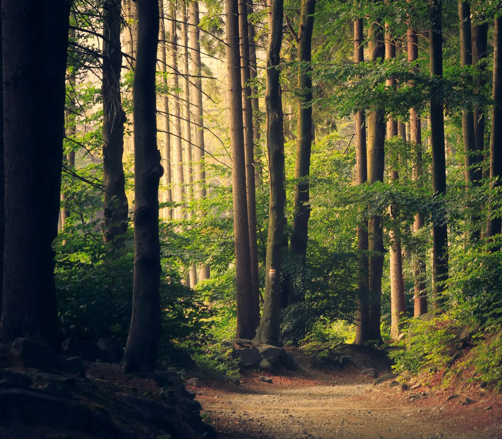 Person walking through a sunlit green forest